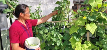 काठमाडौ उपत्यकामा कौसी खेतीप्रति बढ्दो आकर्षण