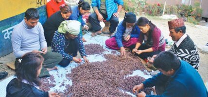 ओरालोमा अलैंचीको मूल्य