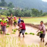 देशभर आधामात्रै धान रोपाइँ सम्पन्न, गत वर्षको तुलनामा गति सुस्त: वर्षा बढेसँगै रफ्तार बढ्ने अपेक्षा