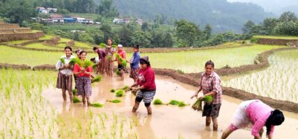 देशभर आधामात्रै धान रोपाइँ सम्पन्न, गत वर्षको तुलनामा गति सुस्त: वर्षा बढेसँगै रफ्तार बढ्ने अपेक्षा