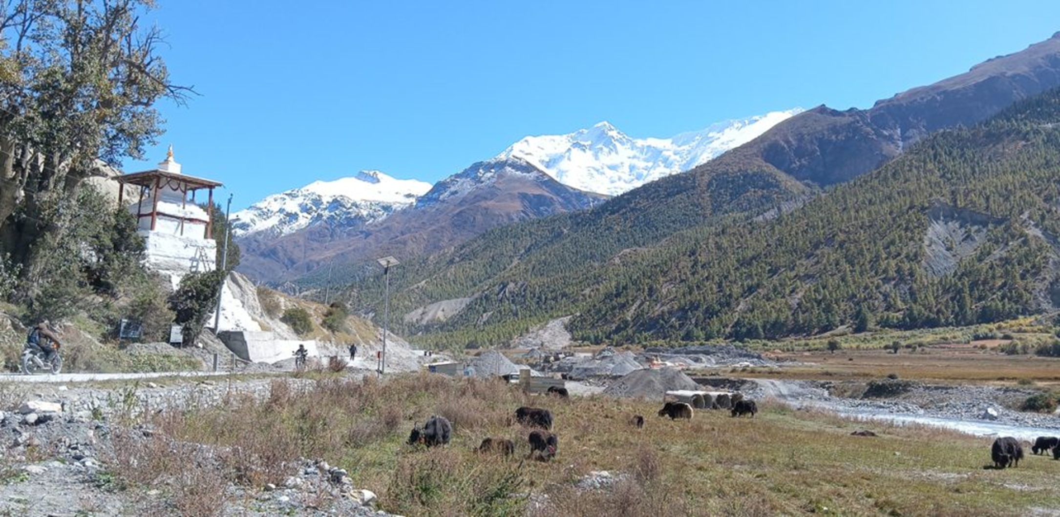 जलवायु परिवर्तनको प्रभावले संकटमा चौँरी खर्क
