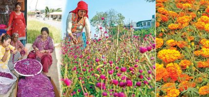 तिहारमा पैँतालिस लाख माला खपत हुने, सयपत्री र मखमलीमा आत्मनिर्भर