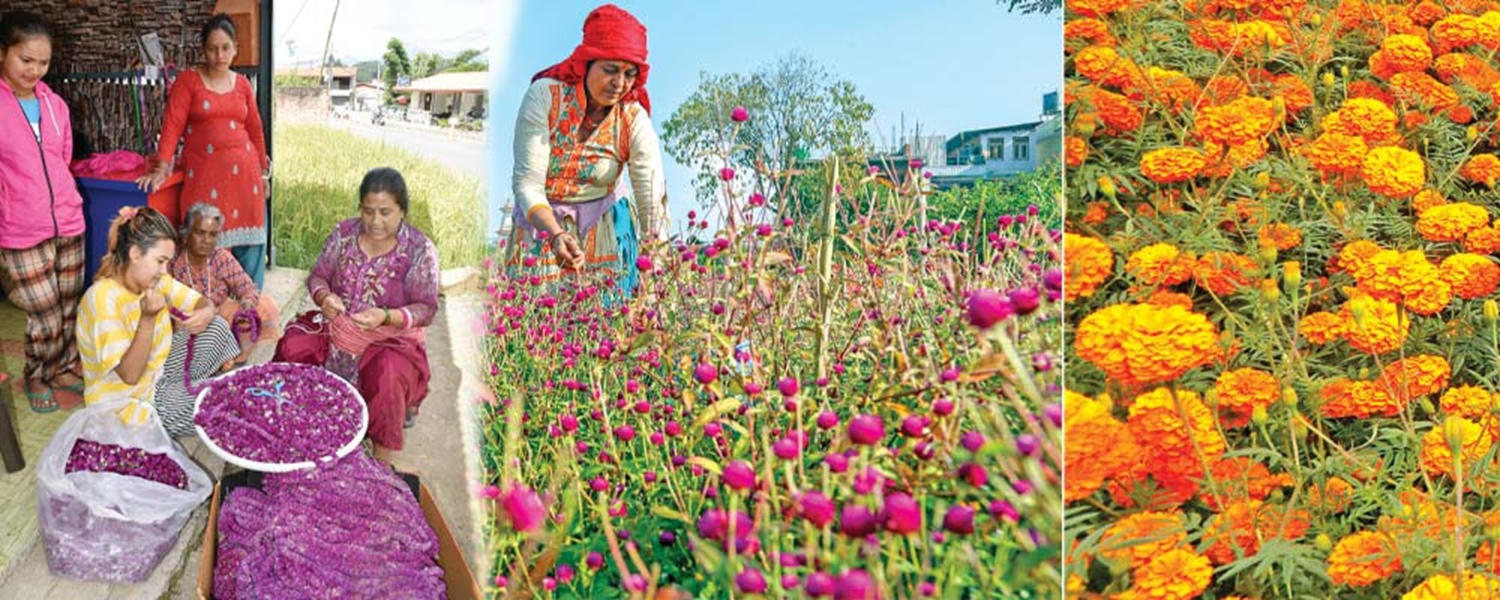 तिहारमा पैँतालिस लाख माला खपत हुने, सयपत्री र मखमलीमा आत्मनिर्भर