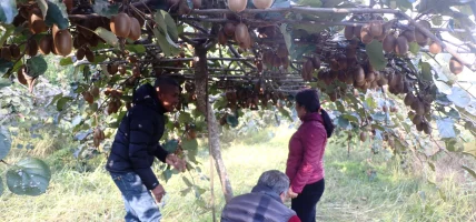 पकेट क्षेत्र निर्धारण गरेर किवीखेतीमा लगानी गर्दै भोजपुरको पौवादुङमाका किसान