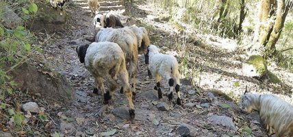 हिमालको चिसो छल्न बेँसी झरे सुदूरपश्चिमका भेडाबाख्रा र गोठालाहरू